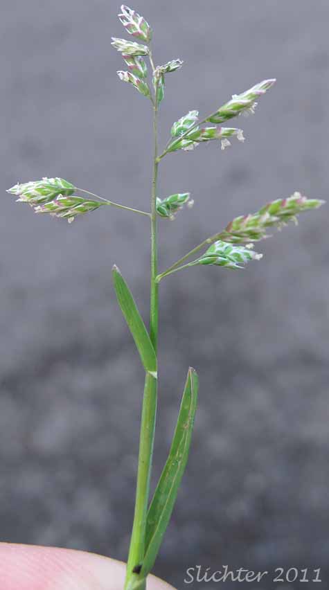 Inflorescence of Annual Bluegrass: Poa annua (Synonyms: Poa annua var. aquatica, Poa annua var. reptans)