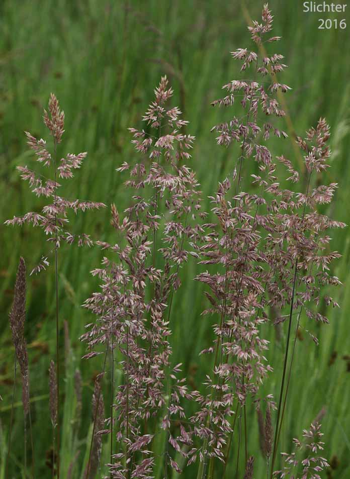 Fowl Bluegrass: Poa palustris (Synonyms: Poa crocata, Poa eyerdamii, Poa glauca var. crocata, Poa triflora)