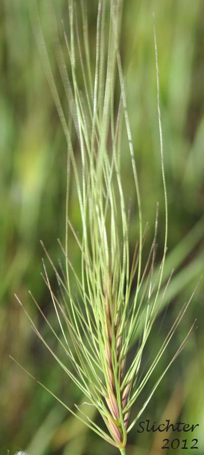 Inflorescence of Medusa-head, Medusahead Wildrye: Taeniatherum caput-medusae (Synonyms: Elymus caput-medusae, Taeniatherum asperum)