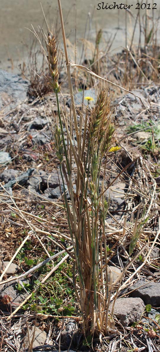 Bread Wheat, Common Wheat, Wheat: Triticum aestivum (Synonyms: Triticum hybernum, Triticum macha, Triticum sativum, Triticum sphaeroccoccum, Triticum vulgare)