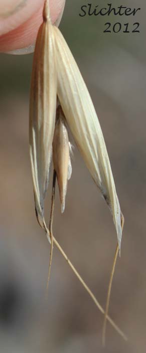 Unidentified West Cascades Grass #3