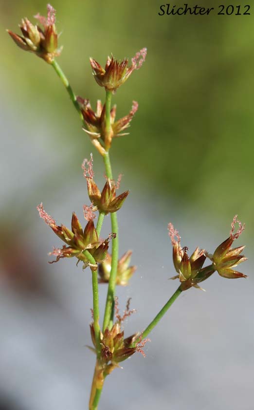 Jointed Rush, Jointleaf Rush, Joint-leaf Rush, Joint-leaved Rush: Juncus articulatus ssp. articulatus (Synonyms: Juncus articulatus var. obtusatus, Juncus articulatus var. stolonifer, Juncus lampocarpus)