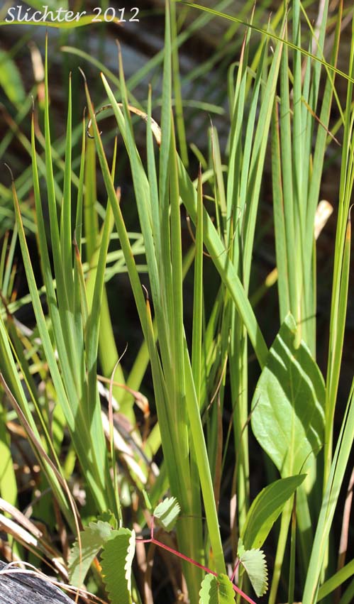 Leaves of Jointed Rush, Jointleaf Rush, Joint-leaf Rush, Joint-leaved Rush: Juncus articulatus ssp. articulatus (Synonyms: Juncus articulatus var. obtusatus, Juncus articulatus var. stolonifer, Juncus lampocarpus)
