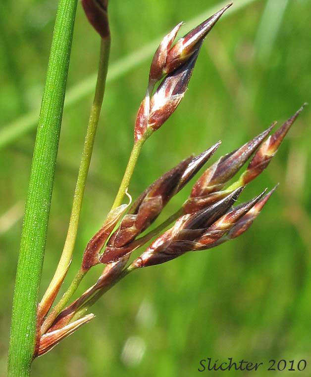 A portion of the branched inflorescence of Common Rush, Pacific Rush: Juncus effusus ssp. pacificus (Synonym: Juncus effusus var. pacificus)