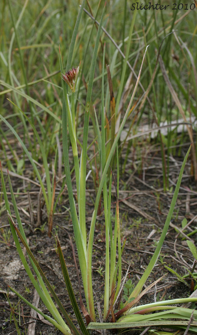Dagger-leaf Rush, Dagger-leaved Rush, Swordleaf Rush, Sword-leaf Rush, Three-stamened Rush: Juncus ensifolius (Synonyms: Juncus ensifolius var. ensifolius, Juncus saximontanus var. saximontanus, Juncus tracyi, Juncus xiphioides, Juncus xiphioides var. triandrus)
