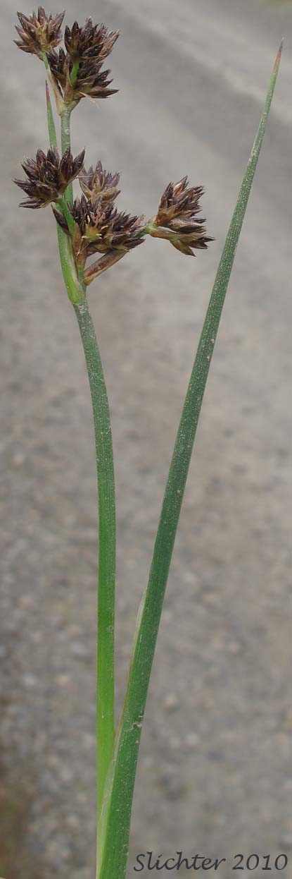 Close-up of the inflorescence and uppermost stem leaf of Dagger-leaf Rush, Dagger-leaved Rush, Swordleaf Rush, Sword-leaf Rush, Three-stamened Rush: Juncus ensifolius (Synonyms: Juncus ensifolius var. ensifolius, Juncus saximontanus var. saximontanus, Juncus tracyi, Juncus xiphioides, Juncus xiphioides var. triandrus)