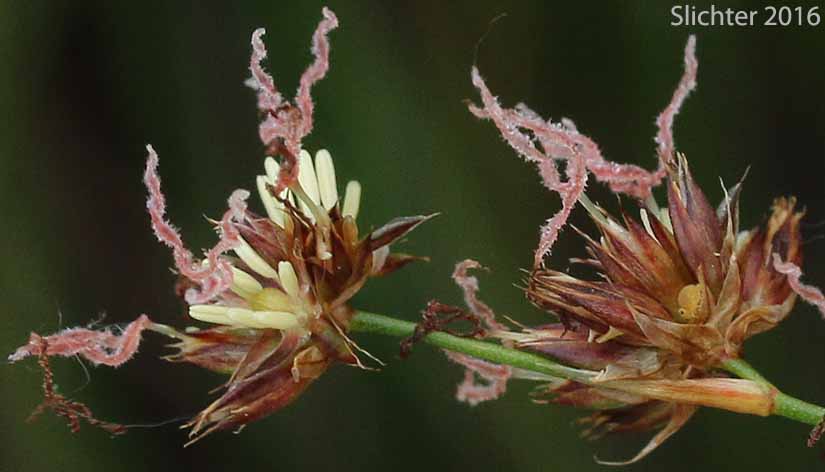 Sierra Rush: Juncus nevadensis var.nevadensis (Synonyms: Juncus badius, Juncus columbianus, Juncus dubius, Juncus mertensianus ssp. gracilis, Juncus nevadensis var. badius, Juncus nevadensis var. columbianus)
