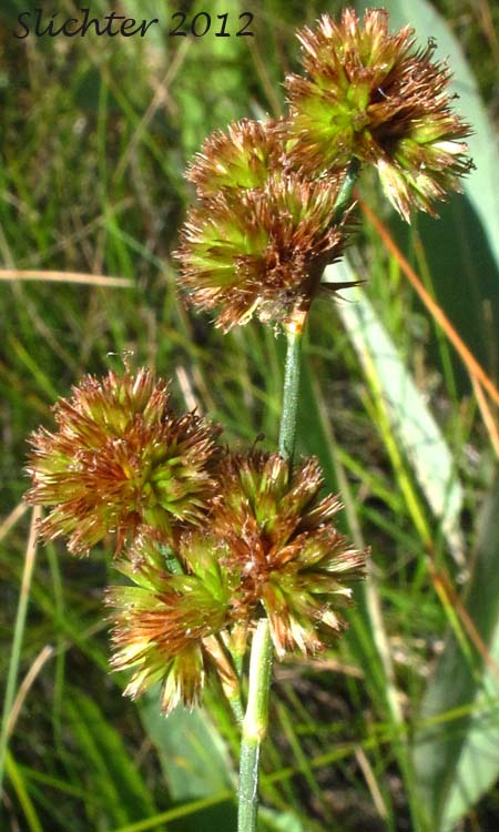 Prairie Rush, Western Rush: Juncus occidentalis (Synonyms: Juncus tenuis var. congestus, Juncus tenuis var. occidentalis)
