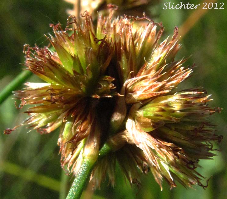 Prairie Rush, Western Rush: Juncus occidentalis (Synonyms: Juncus tenuis var. congestus, Juncus tenuis var. occidentalis)