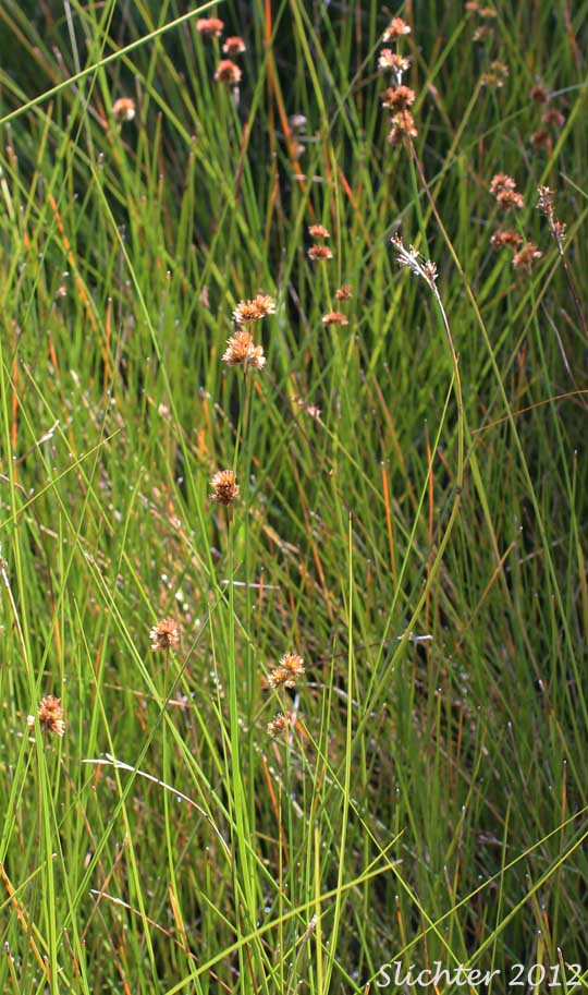 Prairie Rush, Western Rush: Juncus occidentalis (Synonyms: Juncus tenuis var. congestus, Juncus tenuis var. occidentalis)