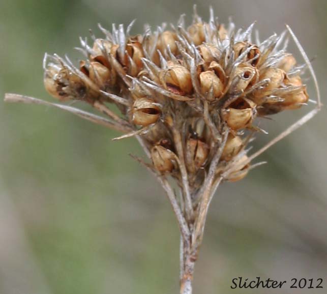 Prairie Rush, Western Rush: Juncus occidentalis (Synonyms: Juncus tenuis var. congestus, Juncus tenuis var. occidentalis)