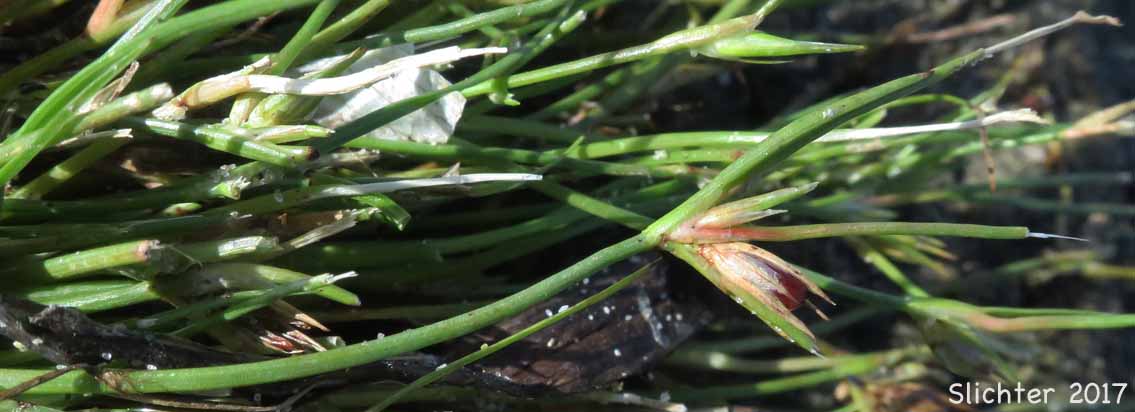 Hair-leaved Rush, Hairy-leaf Rush, Spreading Rush: Juncus supiniformis (Synonym: Juncus oreganus, Juncus paucicapitatus)