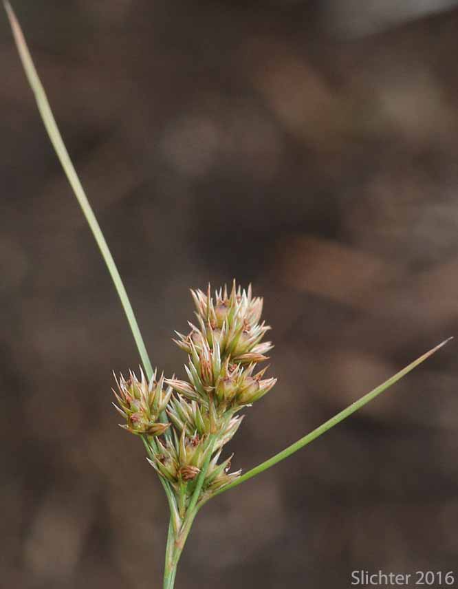 Path Rush, Poverty Rush, Slender Rush: Juncus tenuis (Synonyms: Juncus bicornis, Juncus macer, Juncus tenuis var. bicornis, Juncus tenuis var. multicornus, Juncus tenuis var. tenuis, Juncus tenuis var. williamsii)