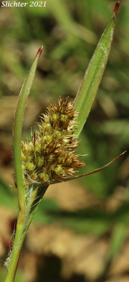 Pale Woodrush: Luzula comosa var. comosa (Synonym: Luzula multiflora var. comosa)