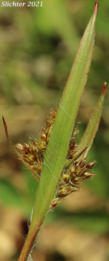 Pale Woodrush: Luzula comosa var. comosa (Synonym: Luzula multiflora var. comosa)