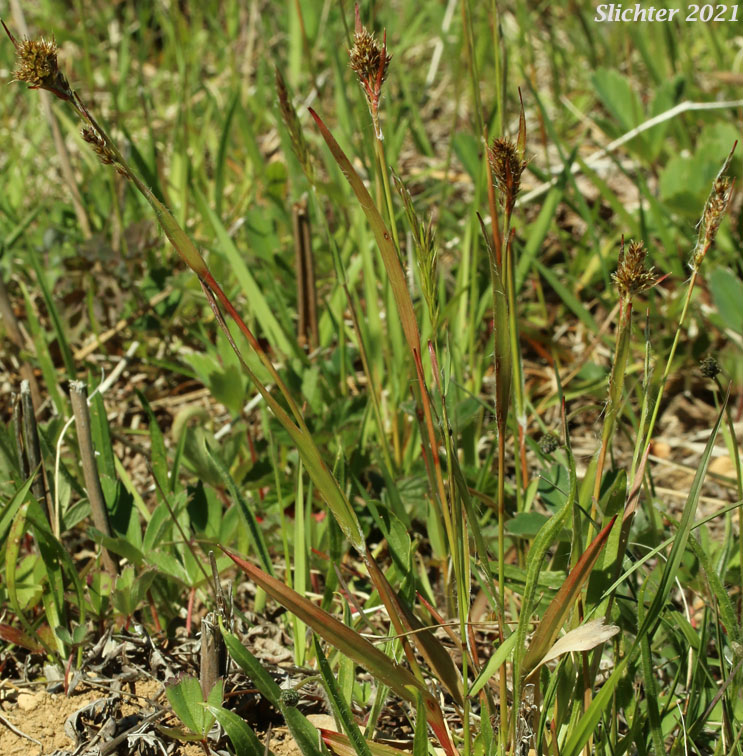Pale Woodrush: Luzula comosa var. comosa (Synonym: Luzula multiflora var. comosa)