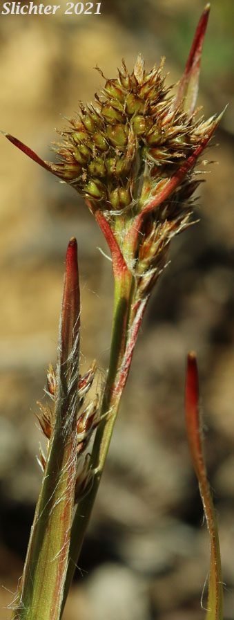 Pale Woodrush: Luzula comosa var. comosa (Synonym: Luzula multiflora var. comosa)