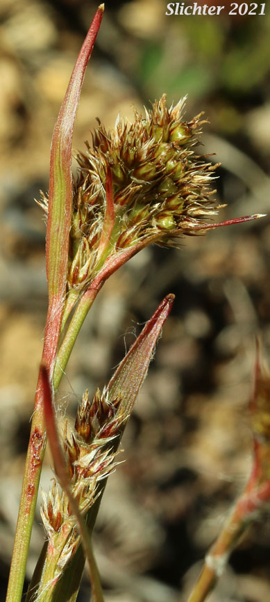 Pale Woodrush: Luzula comosa var. comosa (Synonym: Luzula multiflora var. comosa)