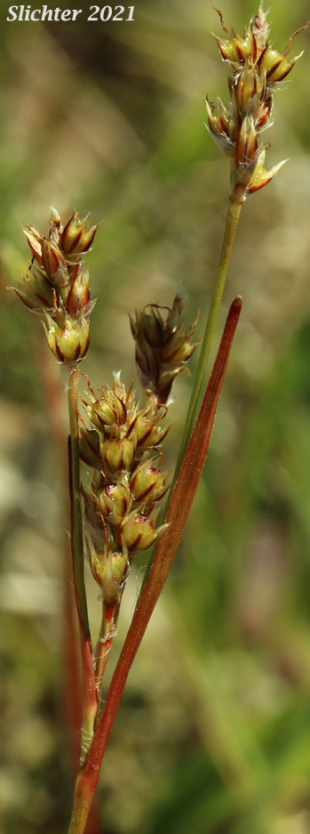 Pale Woodrush: Luzula comosa var. comosa (Synonym: Luzula multiflora var. comosa)