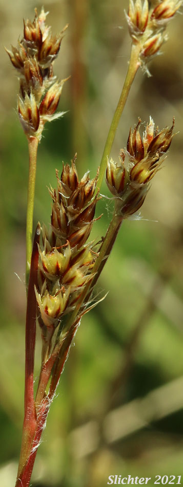 Pale Woodrush: Luzula comosa var. comosa (Synonym: Luzula multiflora var. comosa)