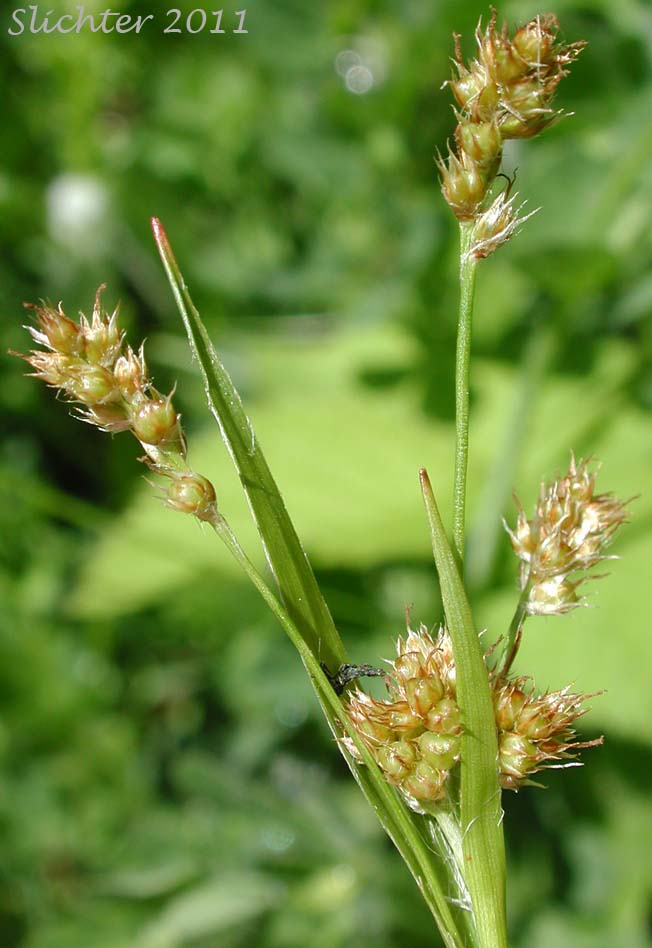 Close-up of the inflorescence of Pacific Woodrush: Luzula comosa var. laxa