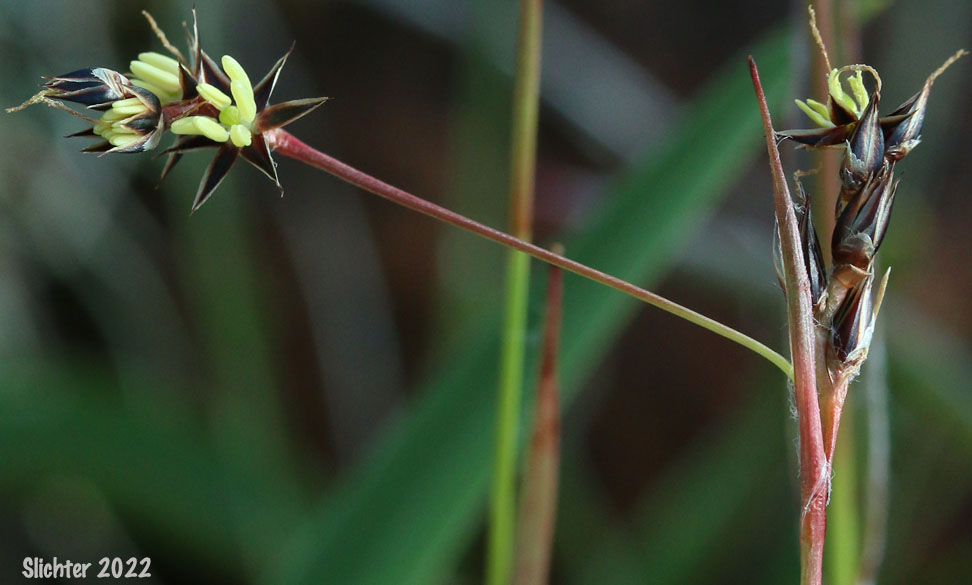 Large-anthered Woodrush, Prairie Woodrush : Luzula macrantha (Synonyms: Juncoides comosa var. macrantha, Luzula campestris var. macrantha, Luzula comosa var. macrantha)