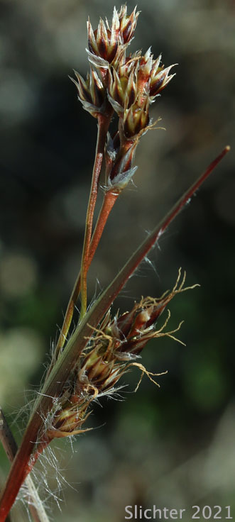 Large-anthered Woodrush, Prairie Woodrush : Luzula macrantha (Synonyms: Juncoides comosa var. macrantha, Luzula campestris var. macrantha, Luzula comosa var. macrantha)
