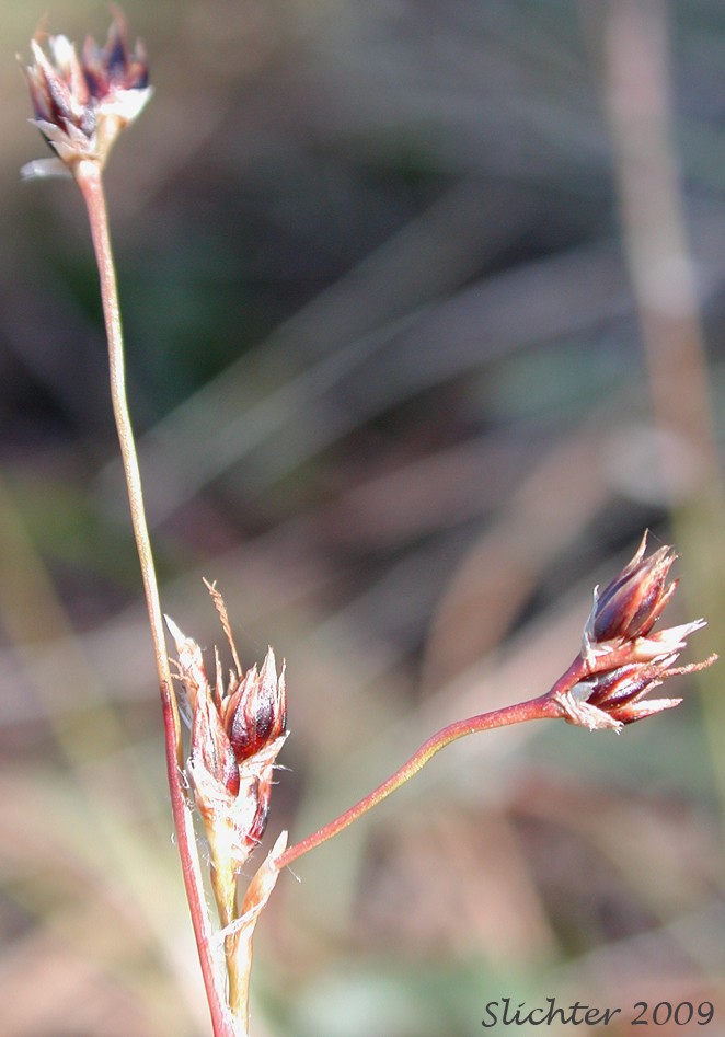Large-anthered Woodrush, Prairie Woodrush : Luzula macrantha (Synonyms: Juncoides comosa var. macrantha, Luzula campestris var. macrantha, Luzula comosa var. macrantha)
