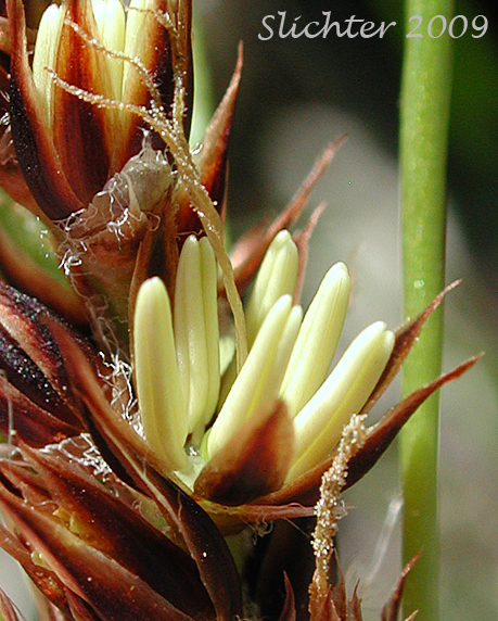 Flower of Large-anthered Woodrush, Prairie Woodrush : Luzula macrantha (Synonyms: Juncoides comosa var. macrantha, Luzula campestris var. macrantha, Luzula comosa var. macrantha)