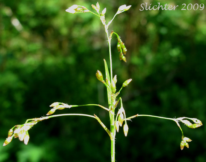 Inflorescence of Small-flowered Woodrush: Luzula parviflora (Synonyms: Juncus parviflorus, Luzula divaricata, Luzula fastigiata, Luzula parviflora ssp. fastigiata, Luzula parviflora ssp. melanocarpa, Luzula parviflora ssp. parviflora, Luzula parviflora var. melanocarpa, Luzula parviflora var. parviflora)