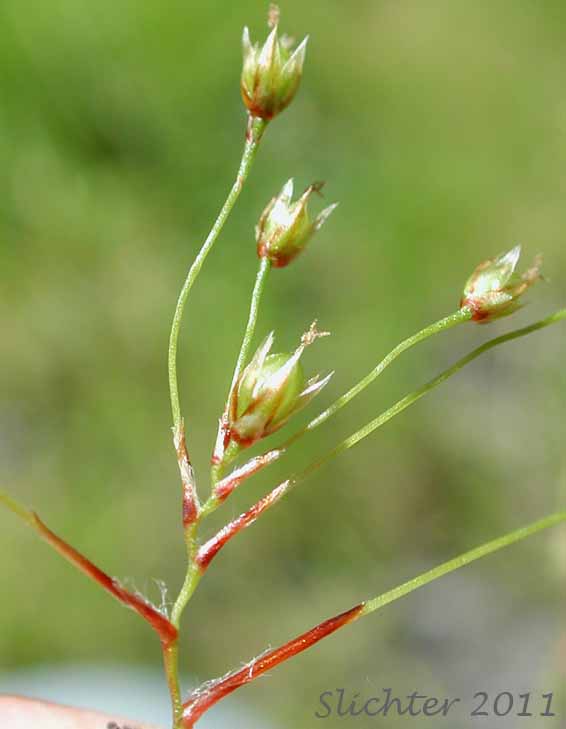 Branching inflorescence of Small-flowered Woodrush: Luzula parviflora (Synonyms: Juncus parviflorus, Luzula divaricata, Luzula fastigiata, Luzula parviflora ssp. fastigiata, Luzula parviflora ssp. melanocarpa, Luzula parviflora ssp. parviflora, Luzula parviflora var. melanocarpa, Luzula parviflora var. parviflora)