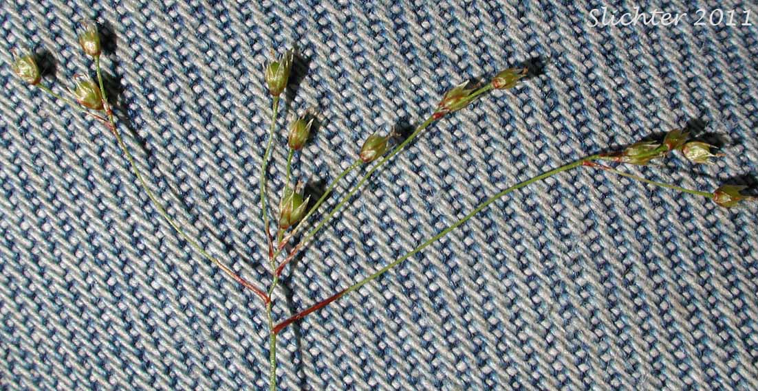 Branching inflorescence of Small-flowered Woodrush: Luzula parviflora (Synonyms: Juncus parviflorus, Luzula divaricata, Luzula fastigiata, Luzula parviflora ssp. fastigiata, Luzula parviflora ssp. melanocarpa, Luzula parviflora ssp. parviflora, Luzula parviflora var. melanocarpa, Luzula parviflora var. parviflora)