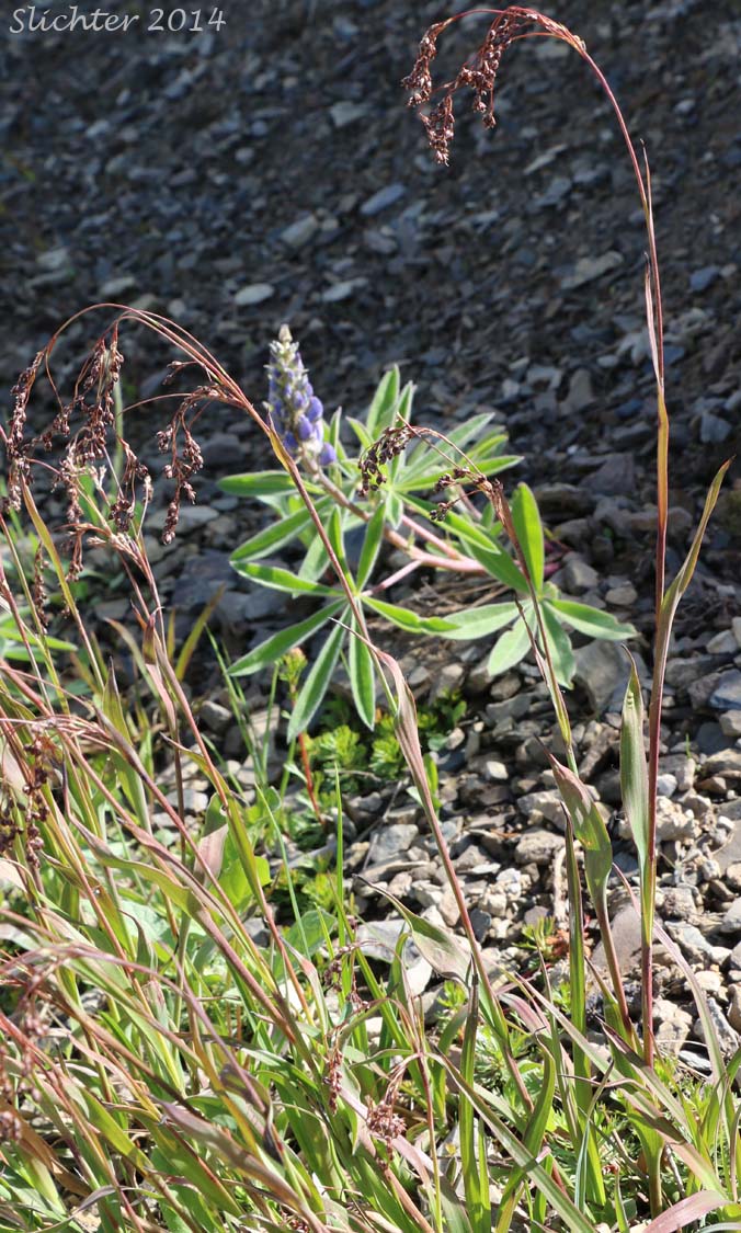 Piper's Woodrush: Luzula piperi (Synonyms: Juncoides piperi, Luzula wahlenbergii, Luzula wahlenbergii ssp. piperi)