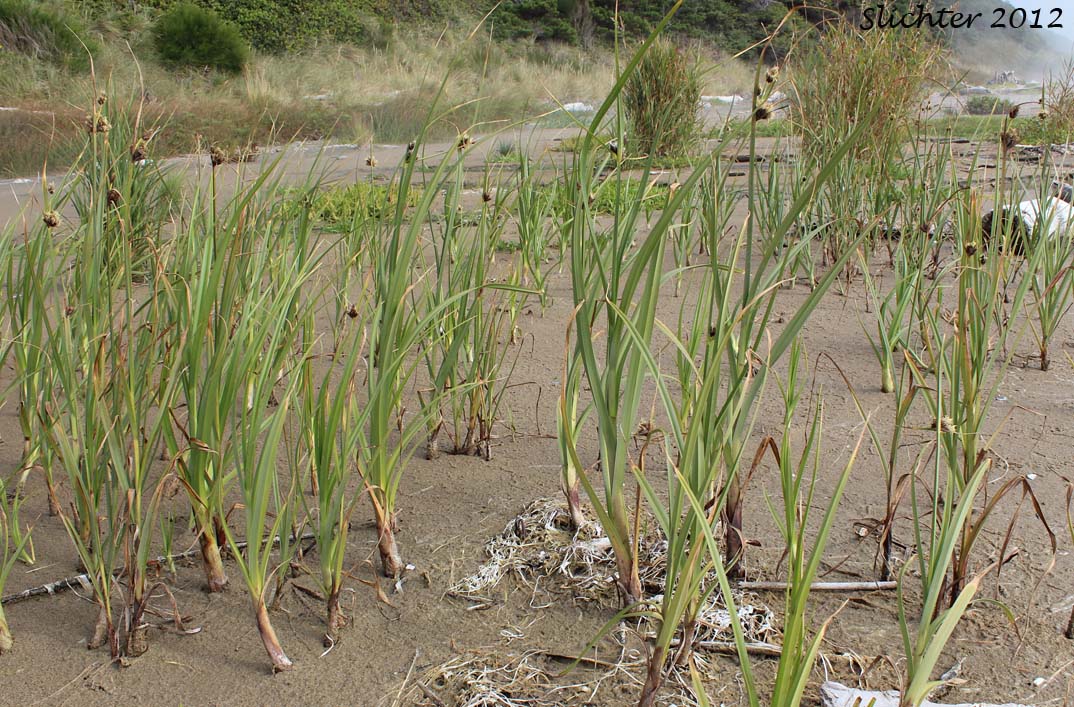 Alkali Bulrush, Bayonet-grass, Cosmopolitan Bulrush, Saltmarsh Bulrush, Salt-marsh Bulrush, Seacoast Bulrush: Bolboschoenus maritimus ssp. paludosus (Synonyms: Scirpus campestris, Scirpus maritimus, Scirpus maritimus var. paludosus, Scirpus pacificus, Scirpus paludosus)
