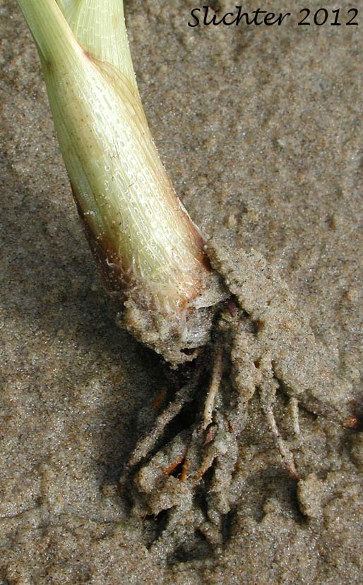 Base of stalk and roots of Alkali Bulrush, Bayonet-grass, Cosmopolitan Bulrush, Saltmarsh Bulrush, Salt-marsh Bulrush, Seacoast Bulrush: Bolboschoenus maritimus ssp. paludosus (Synonyms: Scirpus campestris, Scirpus maritimus, Scirpus maritimus var. paludosus, Scirpus pacificus, Scirpus paludosus)