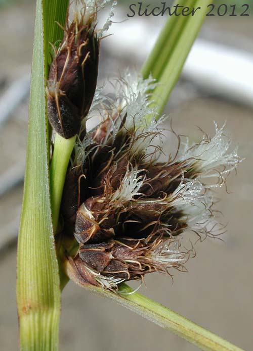 Female spikelets of Alkali Bulrush, Bayonet-grass, Cosmopolitan Bulrush, Saltmarsh Bulrush, Salt-marsh Bulrush, Seacoast Bulrush: Bolboschoenus maritimus ssp. paludosus (Synonyms: Scirpus campestris, Scirpus maritimus, Scirpus maritimus var. paludosus, Scirpus pacificus, Scirpus paludosus)