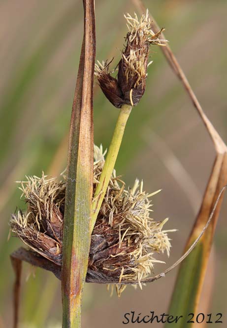 Male inflorescence of Alkali Bulrush, Bayonet-grass, Cosmopolitan Bulrush, Saltmarsh Bulrush, Salt-marsh Bulrush, Seacoast Bulrush: Bolboschoenus maritimus ssp. paludosus (Synonyms: Scirpus campestris, Scirpus maritimus, Scirpus maritimus var. paludosus, Scirpus pacificus, Scirpus paludosus)