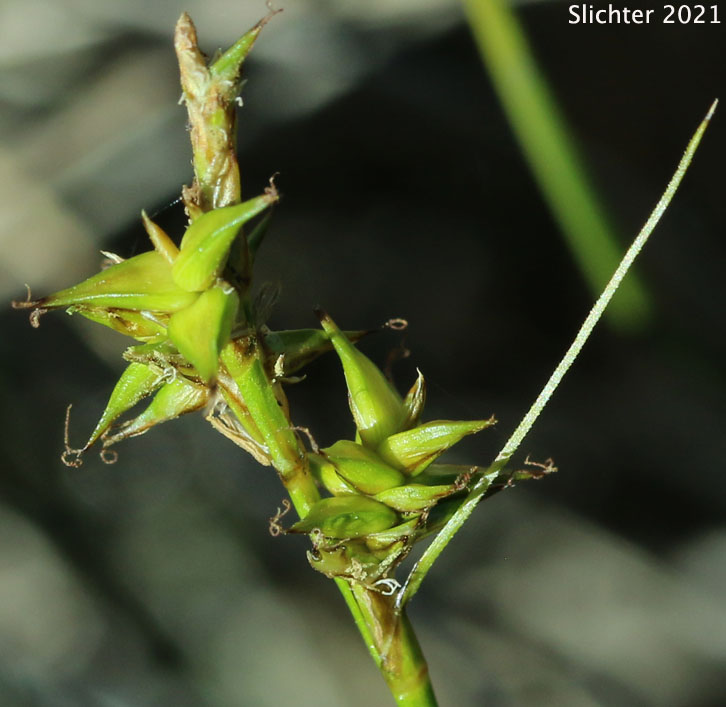 Coastal Star Sedge: Carex echinata ssp. phyllomanica (Synonym: Carex phyllomanica)