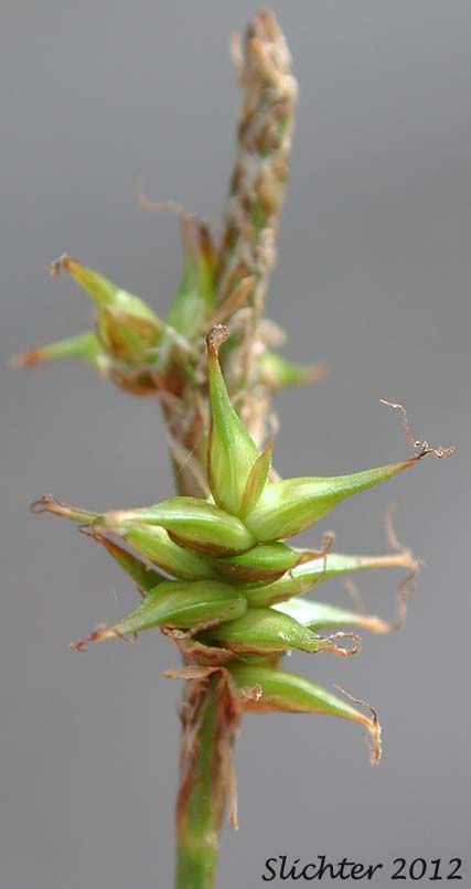 Terminal male and lateral female spikes of Coastal Star Sedge: Carex echinata ssp. phyllomanica (Synonym: Carex phyllomanica)