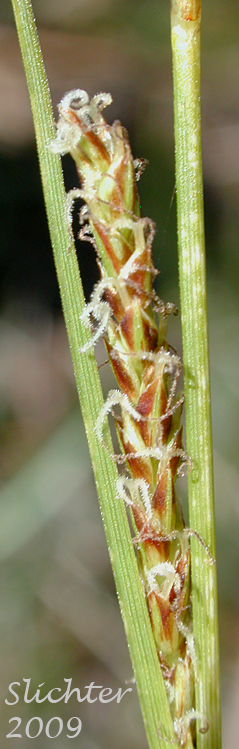 Lateral female spike of False Golden Sedge: Carex hassei (Synonyms: Carex garberi, Carex saliniformis)