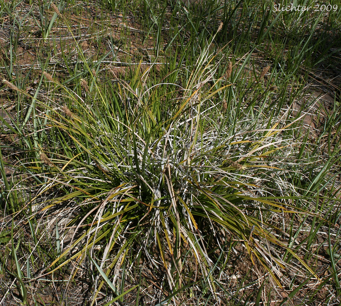 False Golden Sedge: Carex hassei