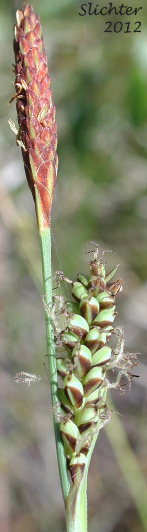 Terminal male and lateral female spikes of False Golden Sedge, Salt Sedge: Carex hassei (Synonyms: Carex garberi, Carex saliniformis)