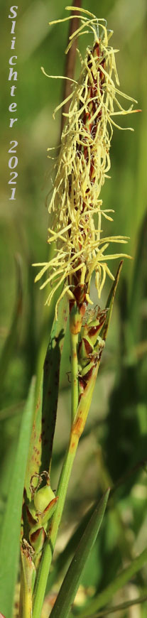 Henderson's Sedge, Timber Sedge: Carex hendersonii