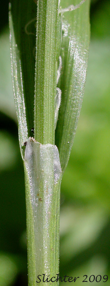 Leaf sheath of Henderson's Sedge, Timber Sedge: Carex hendersonii