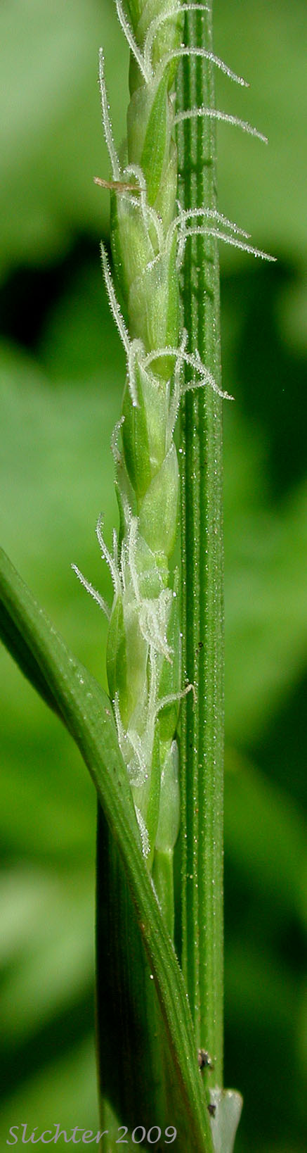Inflorescence of Henderson's Sedge, Timber Sedge: Carex hendersonii