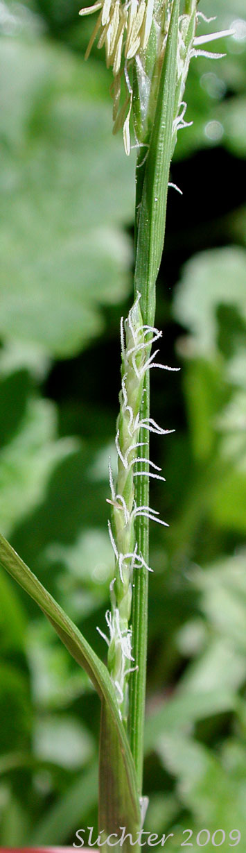 Inflorescence of Henderson's Sedge, Timber Sedge: Carex hendersonii