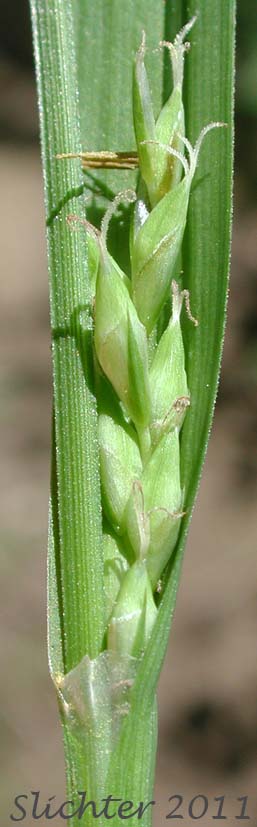 Close-up of a spike of Henderson's Sedge, Timber Sedge: Carex hendersonii
