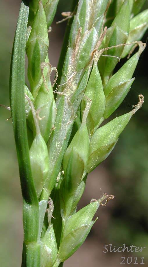Close-up of the inflorescence of Henderson's Sedge, Timber Sedge: Carex hendersonii