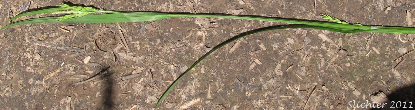 Henderson's Sedge, Timber Sedge: Carex hendersonii