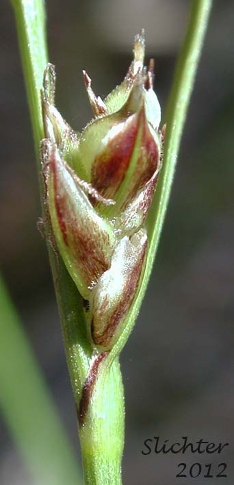 Lateral female spike and long bract of Long-stolon Sedge, Long-rhizome Sedge: Carex inops ssp. inops (Synonyms: Carex pensylvanica, Carex pensylvanica var. vespertina, Carex verecunda, Carex vespertina)